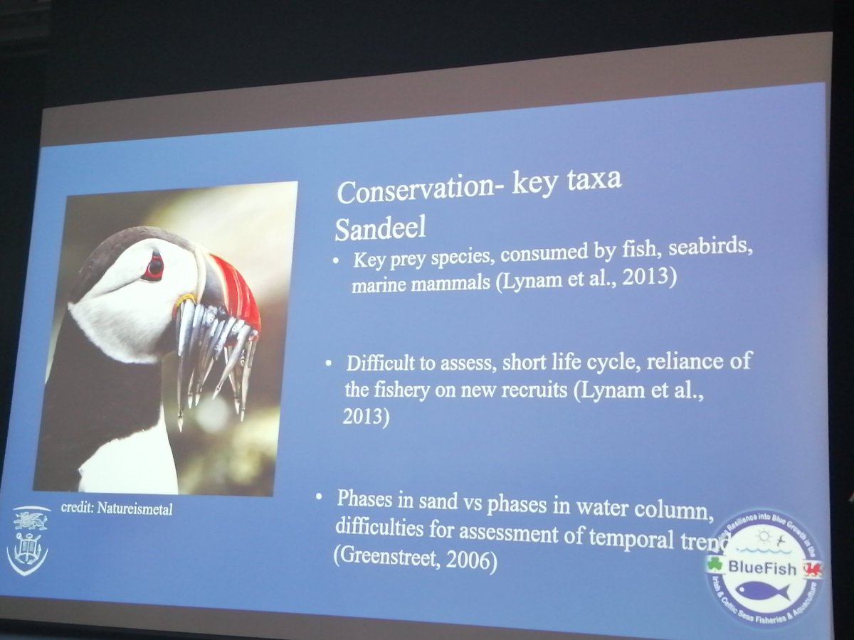 cbenvenuto73's tweet photo. Going small: fish larvae in the Celtic and Irish Sea. Great talk by @EcologyImages! #FSBI2019 https://t.co/PZ0p6ArO9q