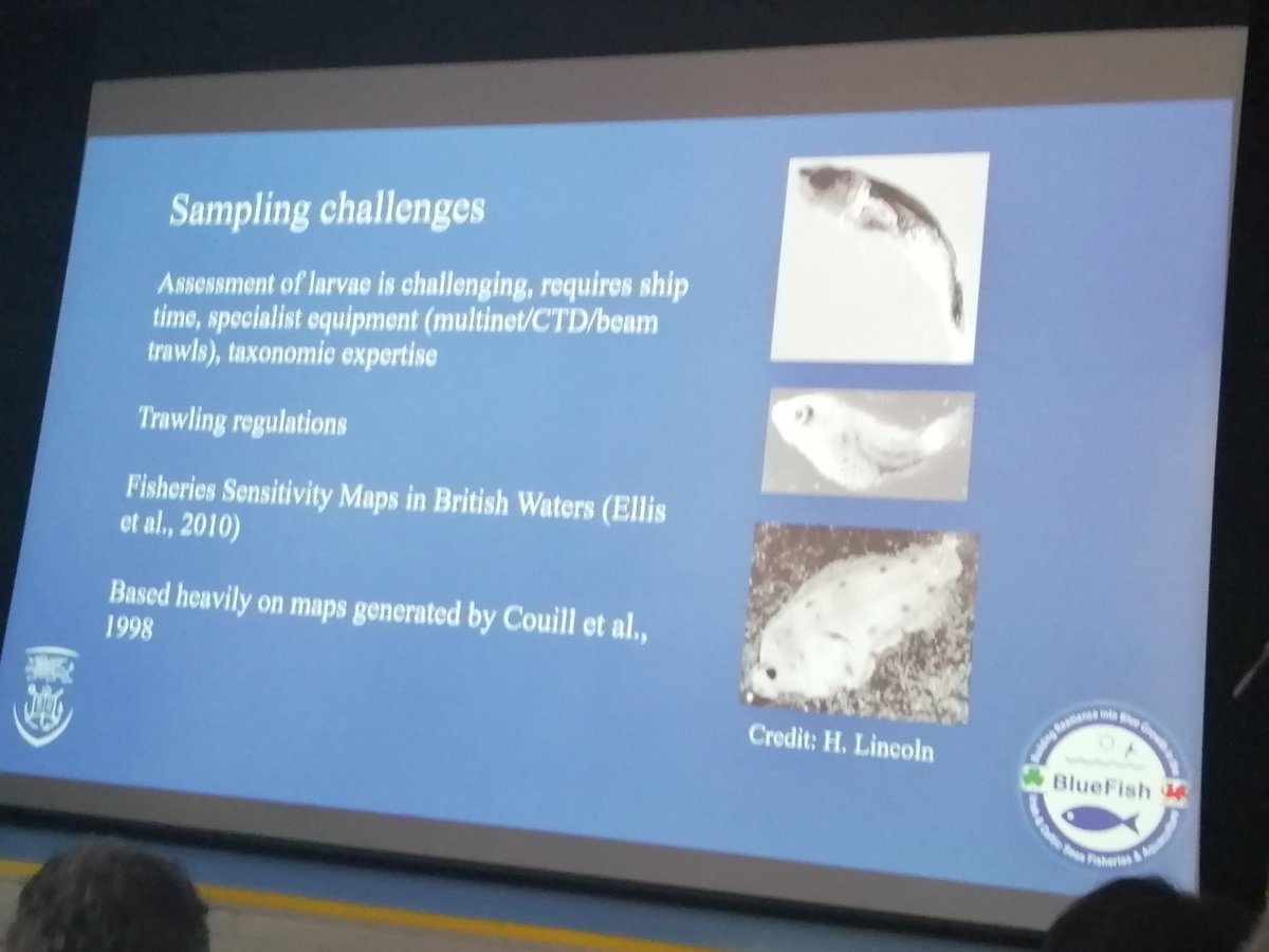 cbenvenuto73's tweet photo. Going small: fish larvae in the Celtic and Irish Sea. Great talk by @EcologyImages! #FSBI2019 https://t.co/PZ0p6ArO9q