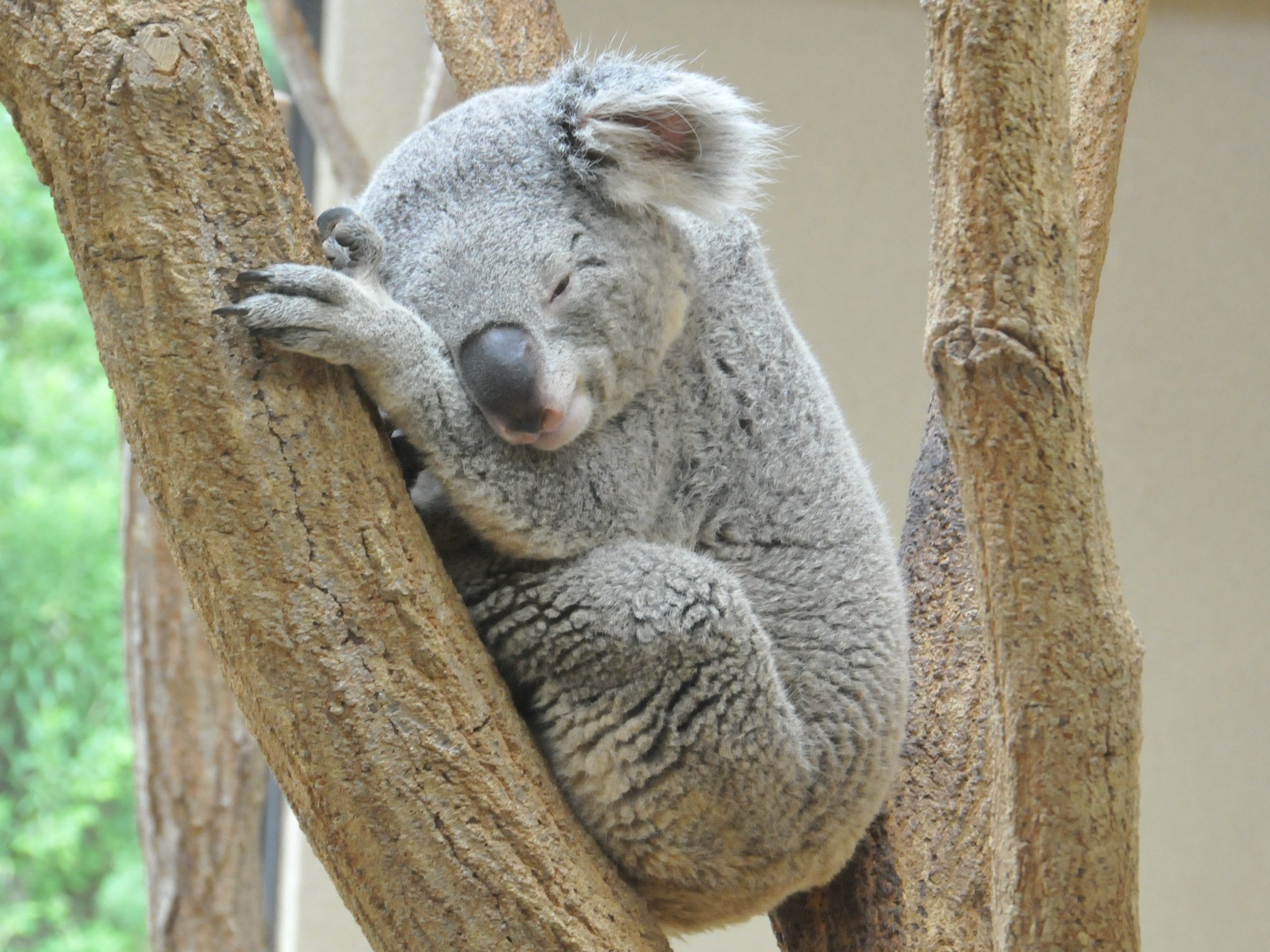 王子動物園　2010&amp;2011年　ダイアリー 神戸市立王子動物園 - 神戸 まちガイド