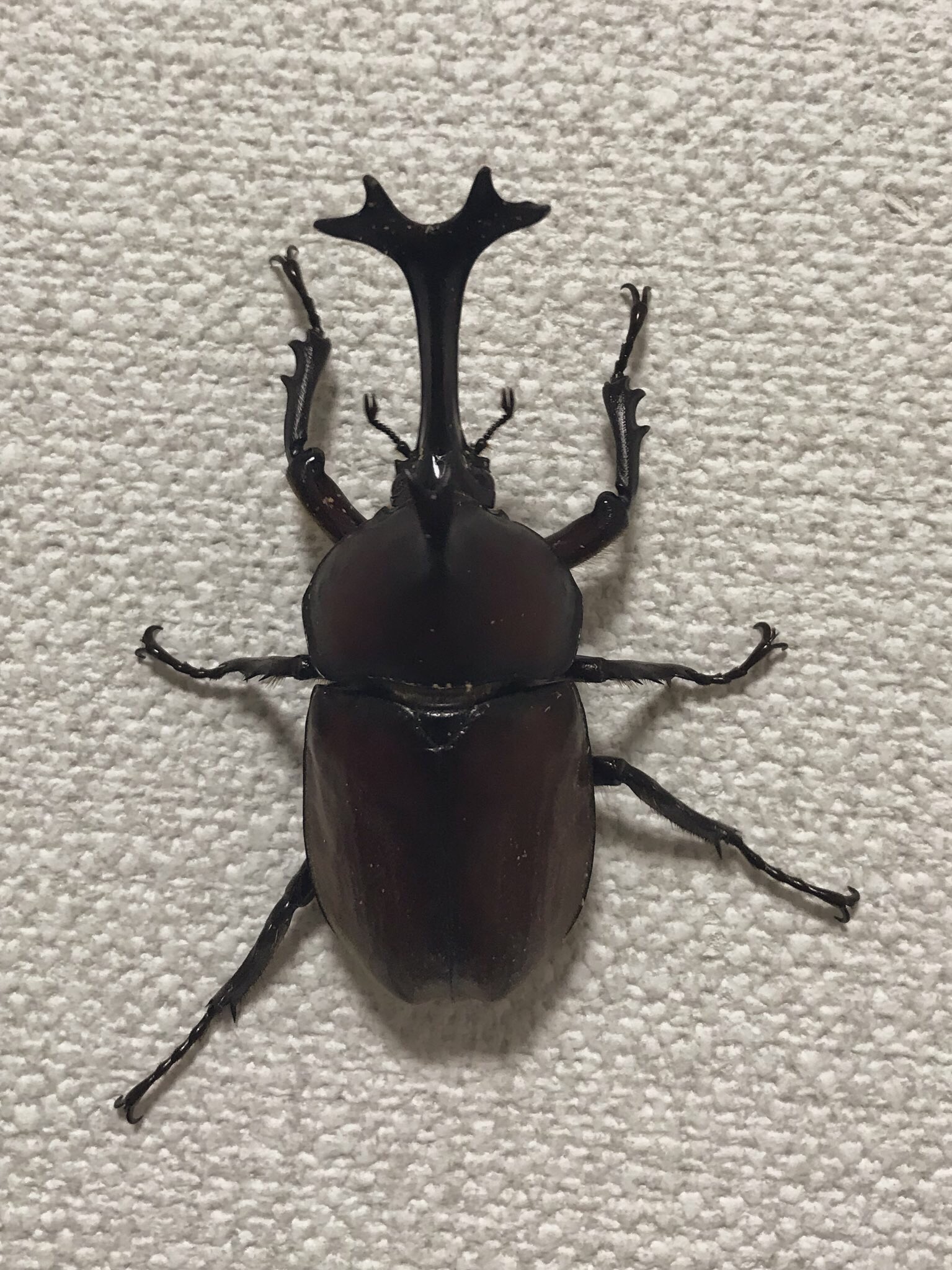 Akira隊長ちゃん カブトムシ ヤマトカブトムシ 生息地 日本 日本 を代表する甲虫 北海道には生息していなかったが 人為的に持ち込まれた個体が定着し 国内外来種に指定されている 15年 哀川翔が飼育したカブトムシがmmを記録し ギネス記録が