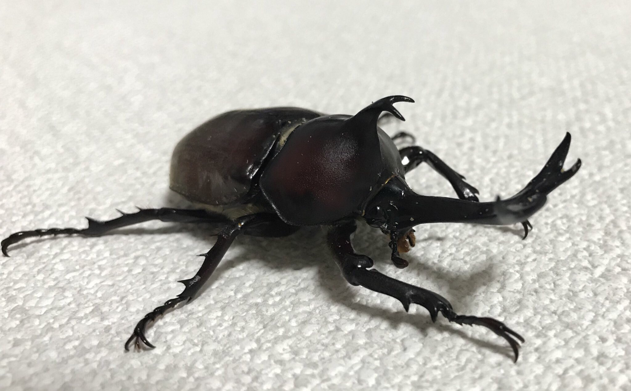 Akira隊長ちゃん カブトムシ ヤマトカブトムシ 生息地 日本 日本 を代表する甲虫 北海道には生息していなかったが 人為的に持ち込まれた個体が定着し 国内外来種に指定されている 15年 哀川翔が飼育したカブトムシがmmを記録し ギネス記録が
