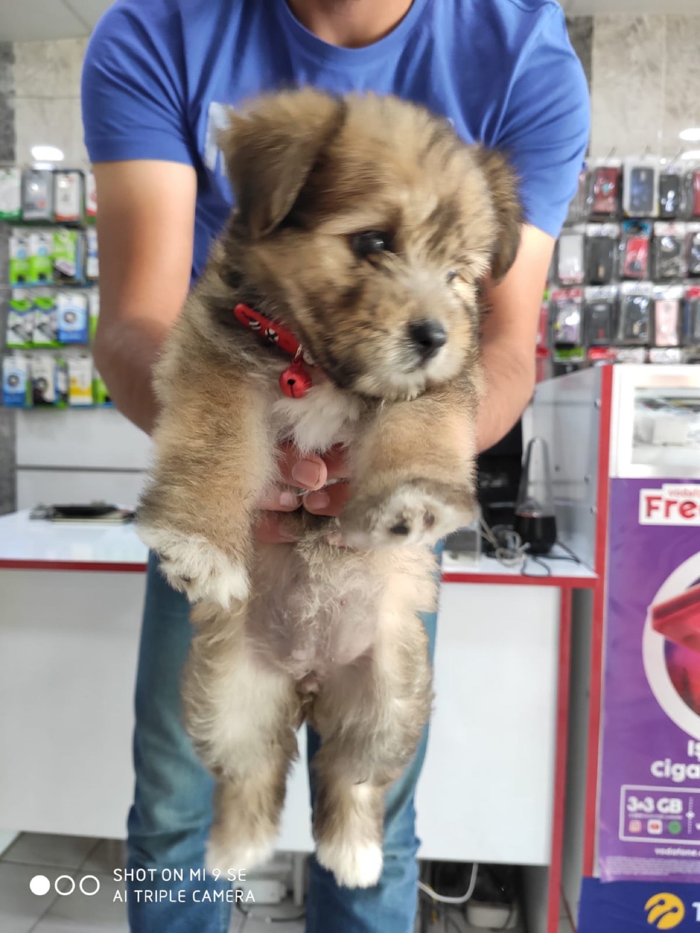 توییتر Pinarpetshopadana در توییتر Terrier Pinarpetshop Pinarpetshopadana Adana Petshop Kedi Kopek Yavrukedi Yavrukopek Enyakin Enyakinpetshop Scottich Pinar Petshop In Adana Https T Co Np4lt5njjo Https T Co Vgviizs9gg