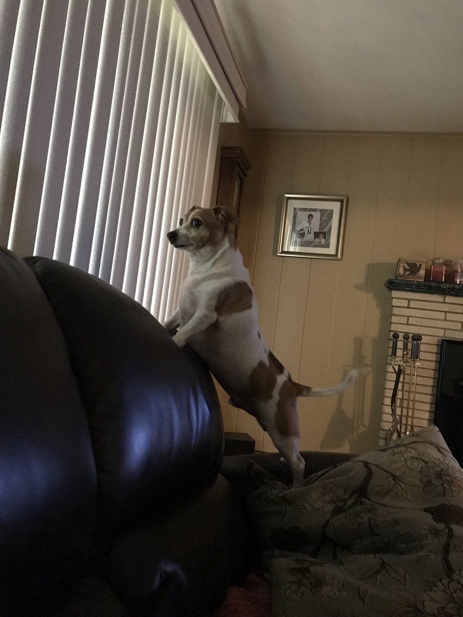 Riley is on patrol so early in the morning!