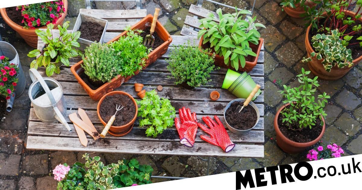 What to plant in your garden if you’re a renter
metro.co.uk/2019/07/14/pla…