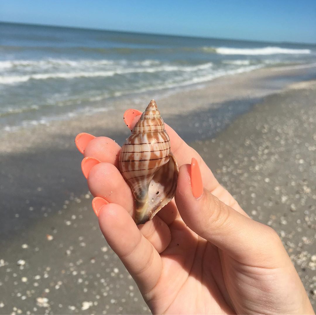 SanCapChamber's tweet image. This one looks like a keeper! bit.ly/2IRDwzo
photo by @lakemichiganbeachglass