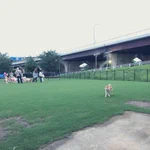 ワイワイした輪に入っていけない犬。自分を思い出して悲しくなる。