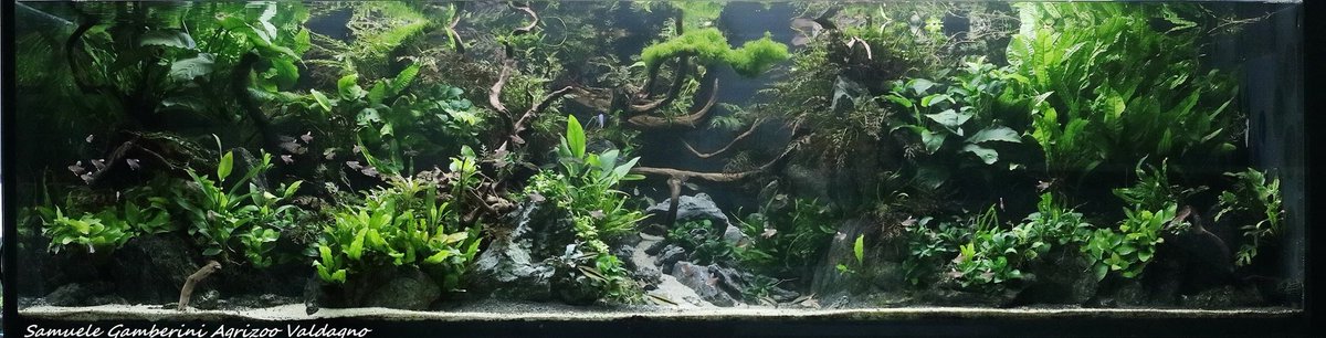 ProdibioAqua's tweet photo. Amazing aquarium by our ambassador Samuele Gamberini
#prodibioambassadors #prodibio #prodibiosoil #aquascapers #aquascaping #aquascaper https://t.co/jnYcZ5i5ik