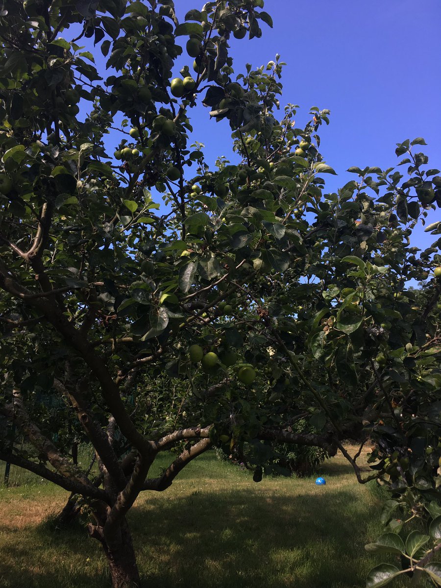 Regency OT tweet media