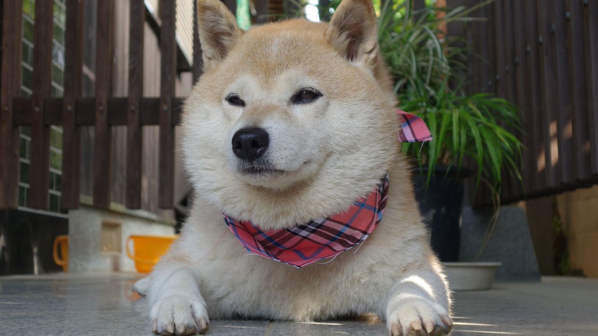 柴犬 ちゃこ No Twitter ボクのスマホの壁紙とパソコンの壁紙と 今日のちゃこ