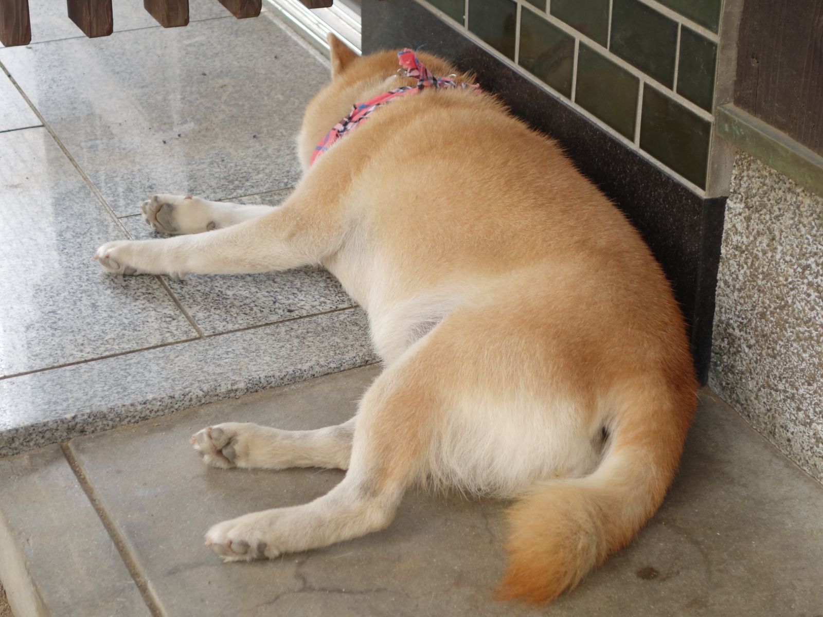 柴犬 ちゃこ No Twitter ボクのスマホの壁紙とパソコンの壁紙と 今日のちゃこ T Co Vz532i2ip5 Twitter
