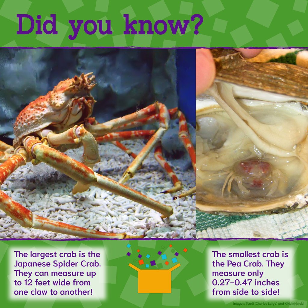 CMHolyoke's tweet photo. We're doing a crab craft with cupcake liners in the Art Studio today! Come on in to join us and beat the heat!🦀

Info: @1AwesomeOcean

#cmhartstudio #cmhfunfacts #crabs #crab #japanesespidercrab #spidercrab #peacrab #tinycrab #crabbycraft #feelincrabby #feelingcrabby https://t.co/Dcyk2X1io2