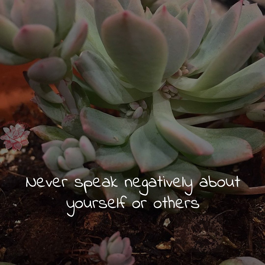 #Never #speak #negatively #about #yourself or #others
#succulentbabies #echeveria #propagatingsucculents #succulents #success #quotes @ArborCreekNiag

- 

Like for more success

-

Follow us for more success quotes
@SucculentsSucc1