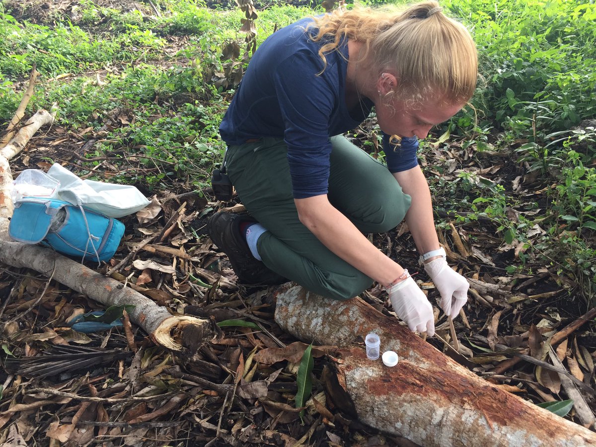 ZanzRedColobus's tweet image. First poop samples collected successfully from SquareHead and Kovu by @zoeannrule and @carys_lestrange! #poopscience
