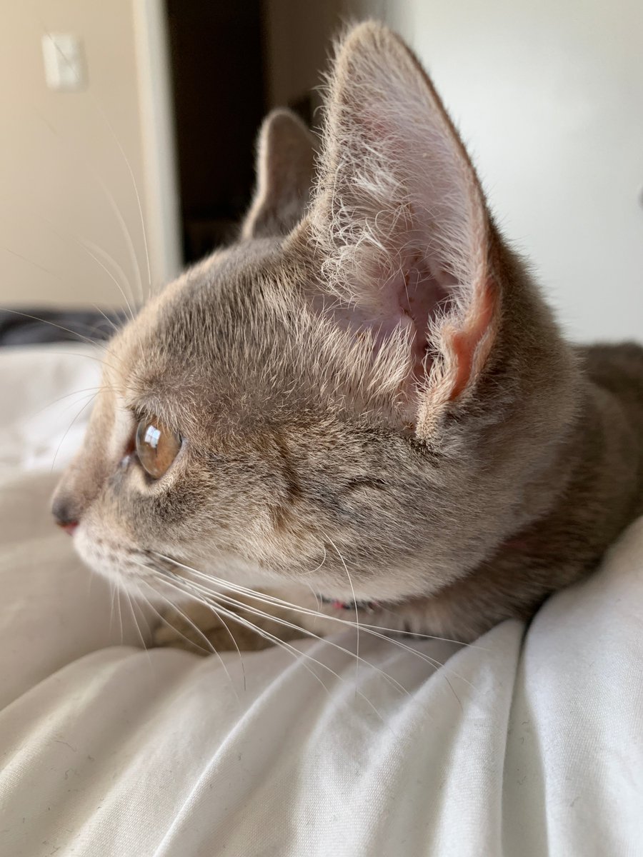 sartytf's tweet photo. Good morning, from me and a contemplative Lucy. Have a great day and don't forget to be awesome! #kittenthoughts https://t.co/gBoWivscBh