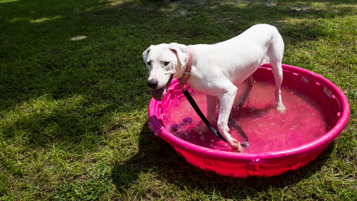 humaneworldorg's tweet photo. If the pavement is too hot for your bare feet, then it’s too hot for your dog's paws. 🐾 https://t.co/jaRUq3ow4k