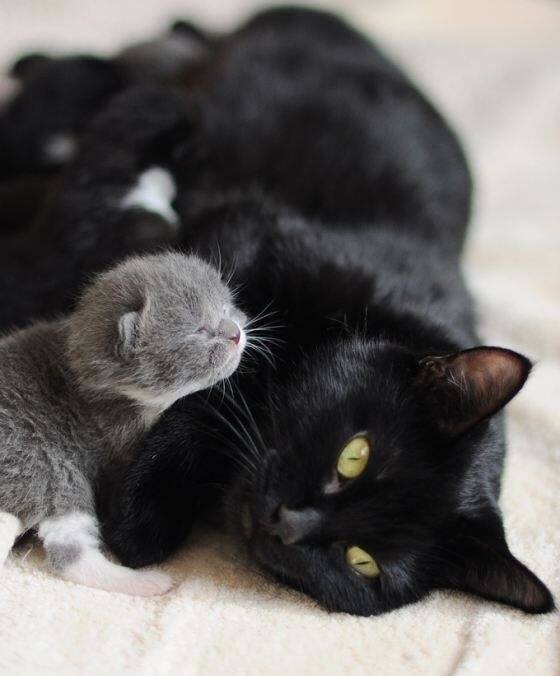 les_animaux_'s tweet photo. https://t.co/X41XzSlagD