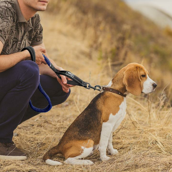 JoJosWorldStore's tweet photo. Elastic Bungee 2 Handle with D Ring Durable Dog Leash🐾

Available at: https://t.co/sMGdsxMocY
_______
#dogleashshop #dogleadshop #dogleash #doglead #onlineshop #dogshop #onlinedogshop #dogshoponline #trustedseller #freeshippingnationwide #TeamJoJosWorld https://t.co/jHM8K87O96