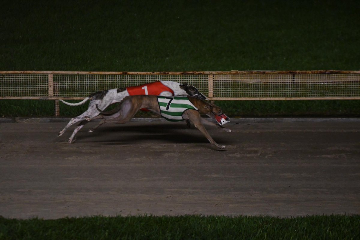 united greyhound racing