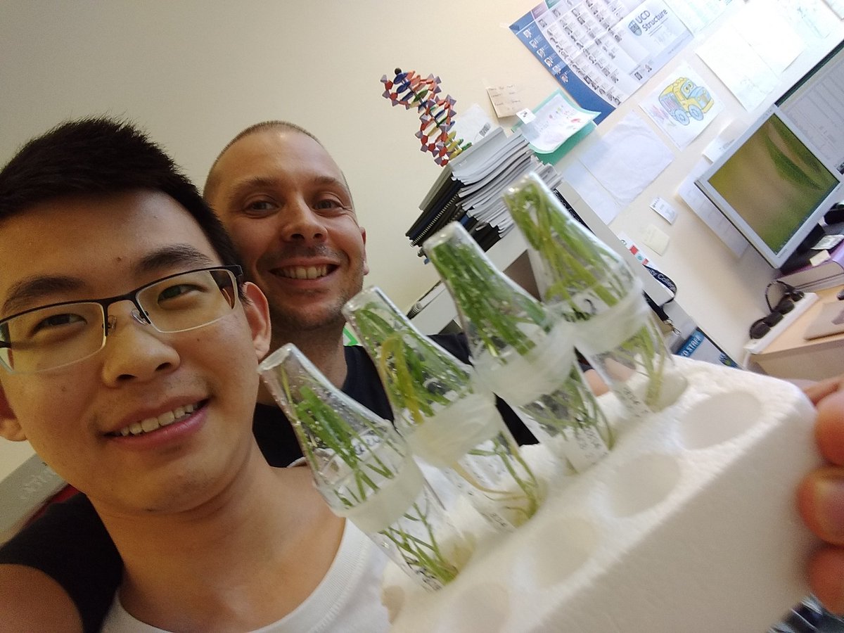 UCDflowerpower's tweet photo. Omg, omg, @MarkSmedley15 from @JohnInnesCentre worked his magic and today we received CRISPR modified wheat plant! https://t.co/VcoxJrirOj