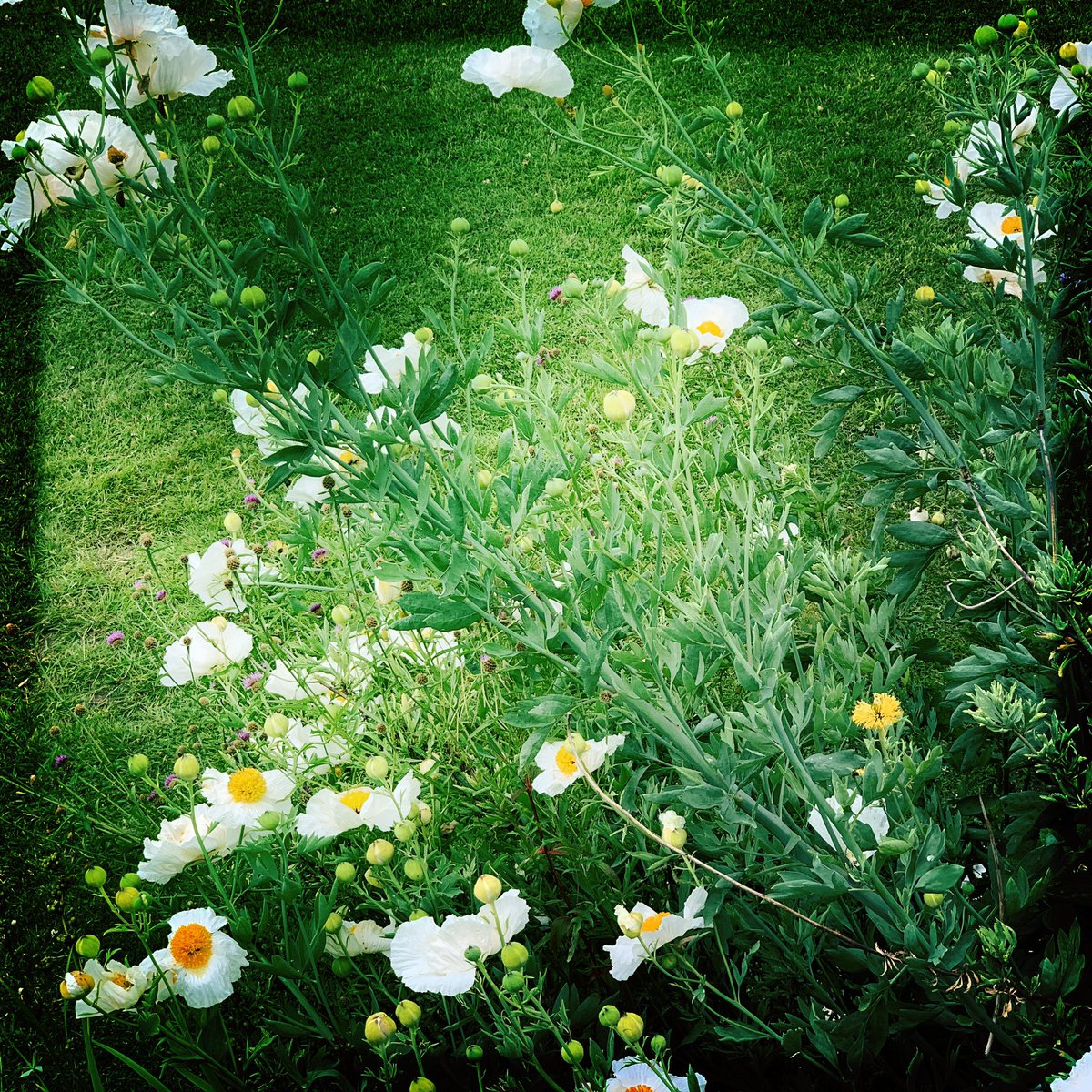 theAliceRoberts's tweet photo. Beautiful Californian tree poppies @winterbournehg @unibirmingham https://t.co/yTzYa1v1bq