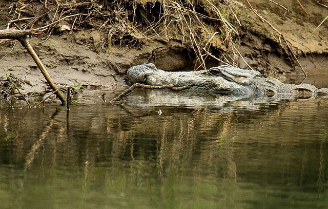 TogsTrek's tweet photo. Chitwan Nature Reserve in Nepal. Read More >> https://t.co/tRWpLw5Qnn⠀
.⠀
.⠀
.⠀
#travel #travelgram #travelling #travelholic #traveler #traveller #travelguide #travelblogger #travelblog #travelphoto #travelphotography #togstrek #instagood #photoofthe… https://t.co/lt0zDLB81A https://t.co/wMHi1mQ81Q