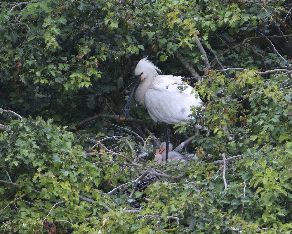 Winschoten is sinds kort een stadsvogel rijker: de lepelaar. Deze vogelsoort heeft dit voorjaar succesvol gebroed in het Stadspark en heeft nu 2 of mogelijk zelfs 3 jongen. Het lepelaarsnest zit goed verstopt, maar gelukkig heeft onze collega Rein Hofman er een foto van gemaakt.