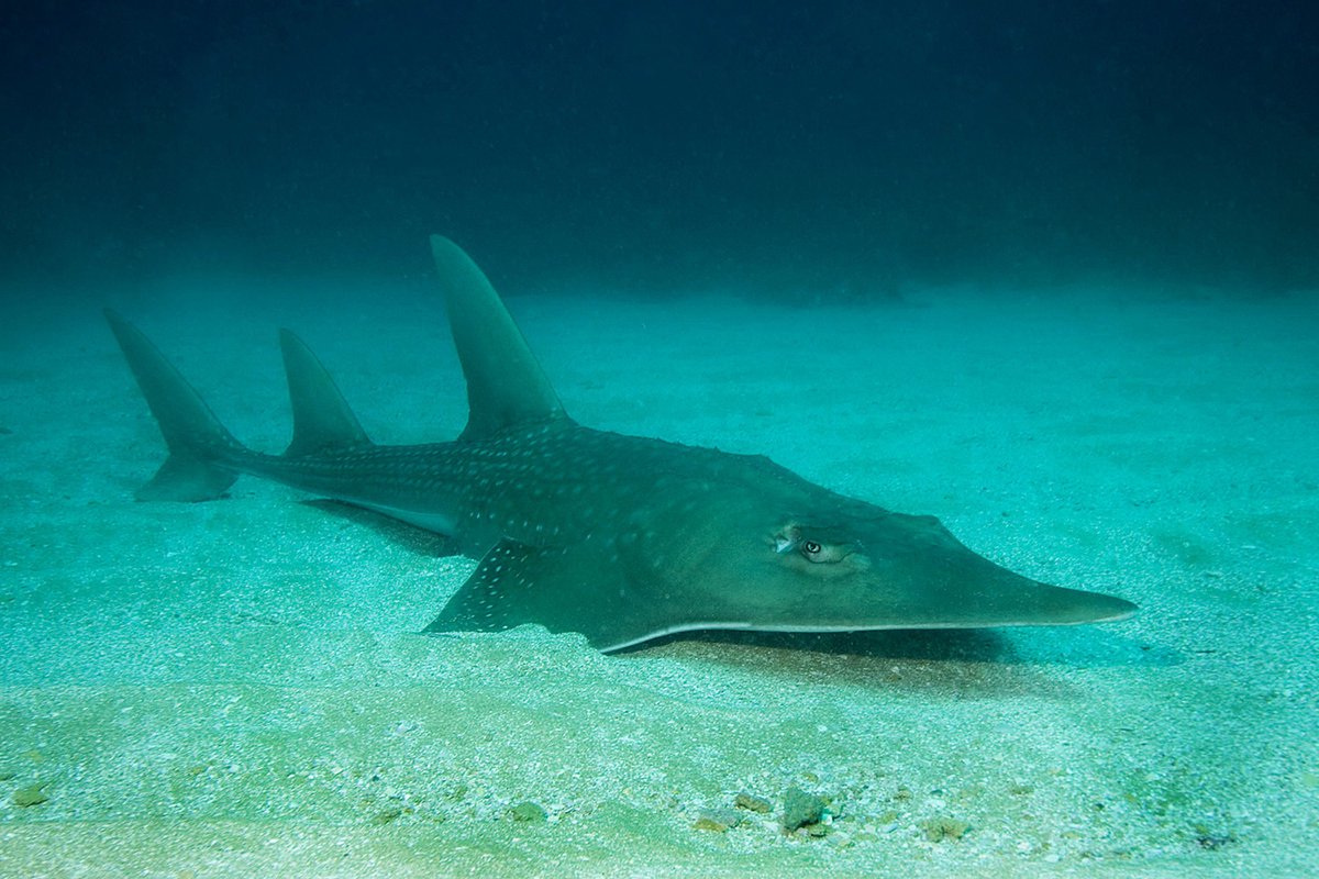 BREAKING: Giant guitarfishes and wedgefishes, collectively known as #RhinoRays, are now the world's most threatened marine fish, according to an @IUCNRedList and @IUCNShark's assessment released today. Follow the press release: iucnssg.org/press.html
Image: Matthew D. Potenski