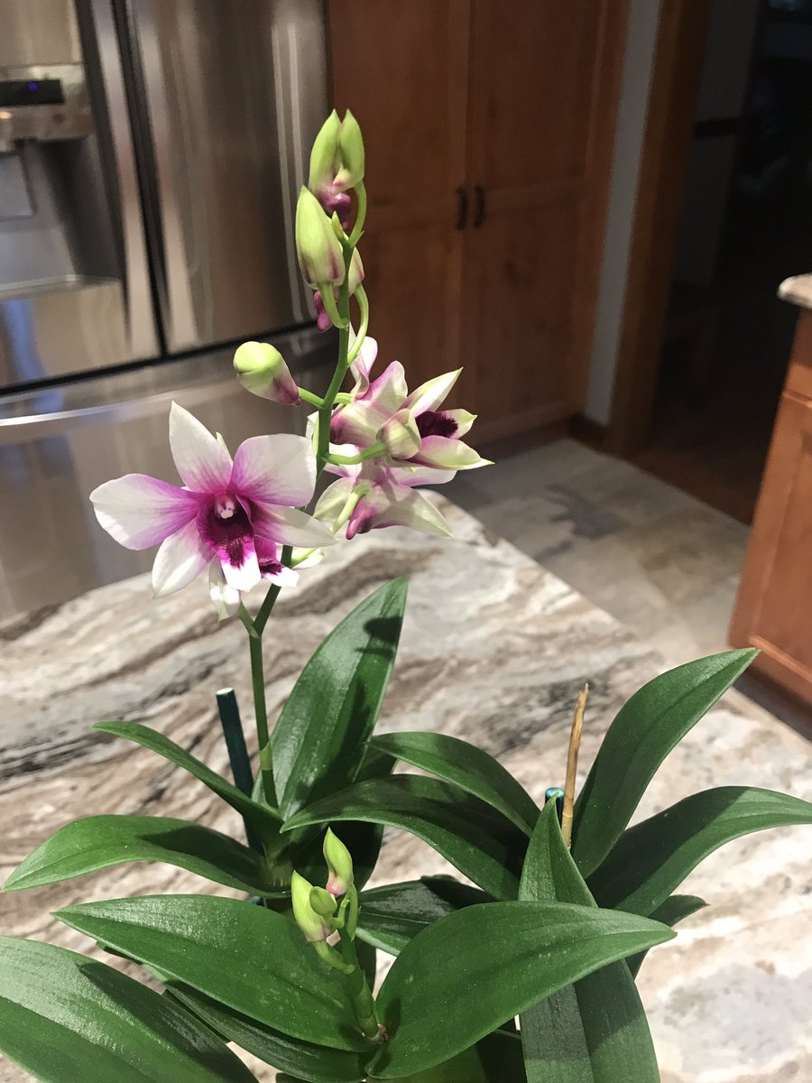 tstrombotn's tweet photo. The local Kroger's thought i needed this #dendrobium!  It is petite and has another small budspike on the other side. #orchids  #orchidcommunitychatter #orchidlovers https://t.co/ePLz5XzwWk