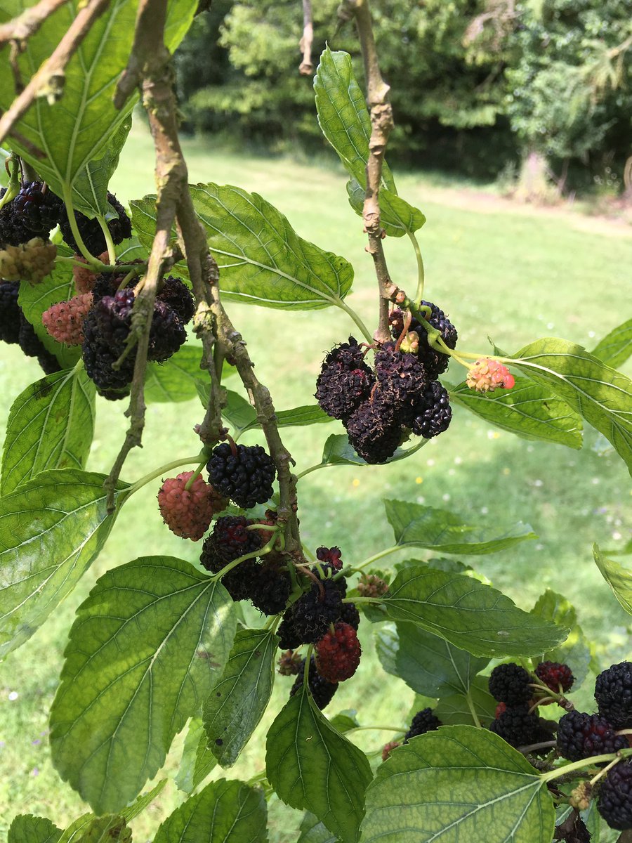 paulinedaniels's tweet photo. So today I’ve made Mulberry Jam. #mulberryjam #forraging #softfruit #mullberrys #treefruits https://t.co/xsjdnC9c2i
