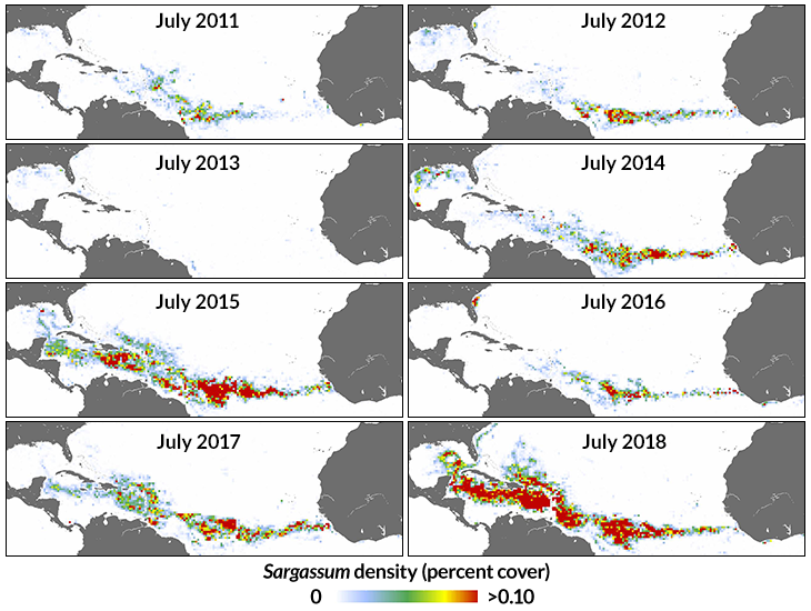 GCOOS1's tweet photo. Did you know? Recurring, massive blooms of sargassum stretching across the southern tropical Atlantic Ocean from western Africa all the way to the Gulf of Mexico have become the world's largest macroalgal bloom. Read GCOOS’s July Newsletter for more info: https://t.co/IGOgIZjEFN https://t.co/DBoZH3V0mc