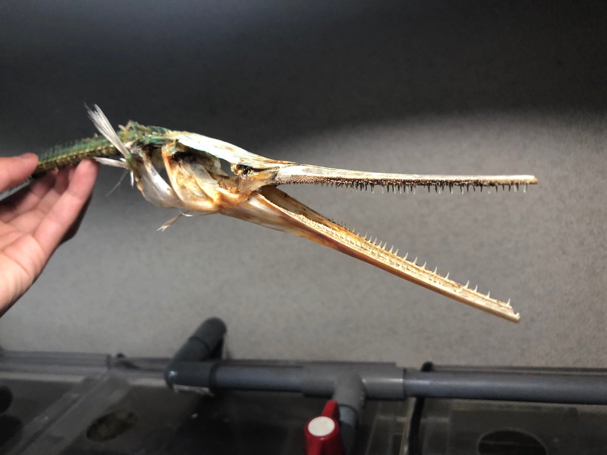 Sorari ダツの全身骨格が完成しました 体長が60cm程の個体です 頭骨や脊椎など綺麗に残す事が出来ました T Co Hl3utwflh6 Twitter