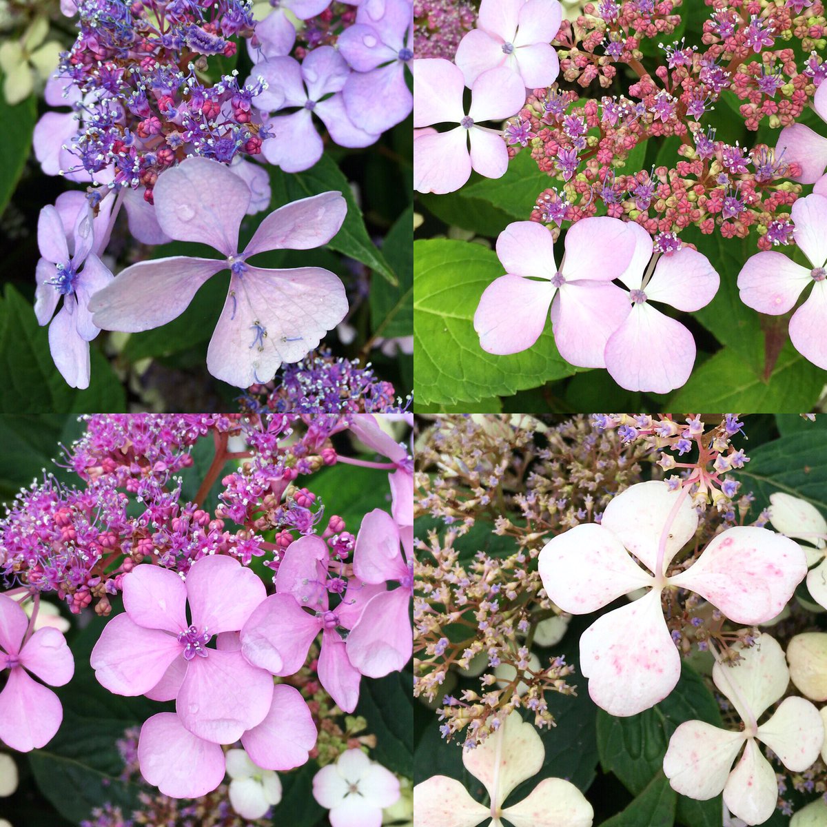 soulsound15's tweet photo. #enjoying #numberfour 

#fertility #abundance in #nature #sacrednumbers #numerology #soulplan #aacredgeometry #flowers #consciousliving #beauty #knowingoneself #consciousness #contemplation https://t.co/FGv43Gprun
