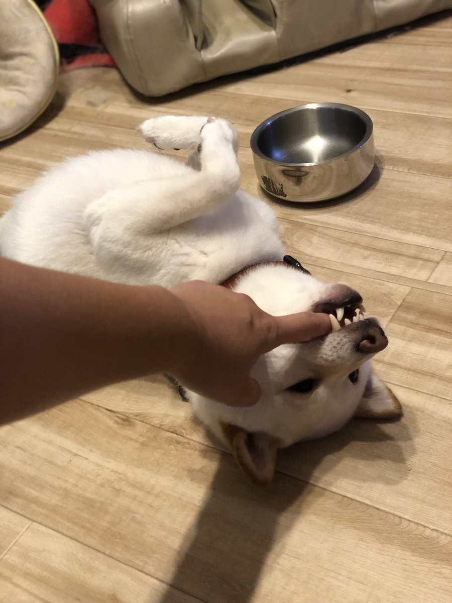 pixel_tera's tweet photo. Gotcha! #dog #shiba #labrador #mix #cute #instadog #mameshiba #犬 #芝 #豆柴 #ラブ #ミックス #雑種 https://t.co/m7X3maqfWk