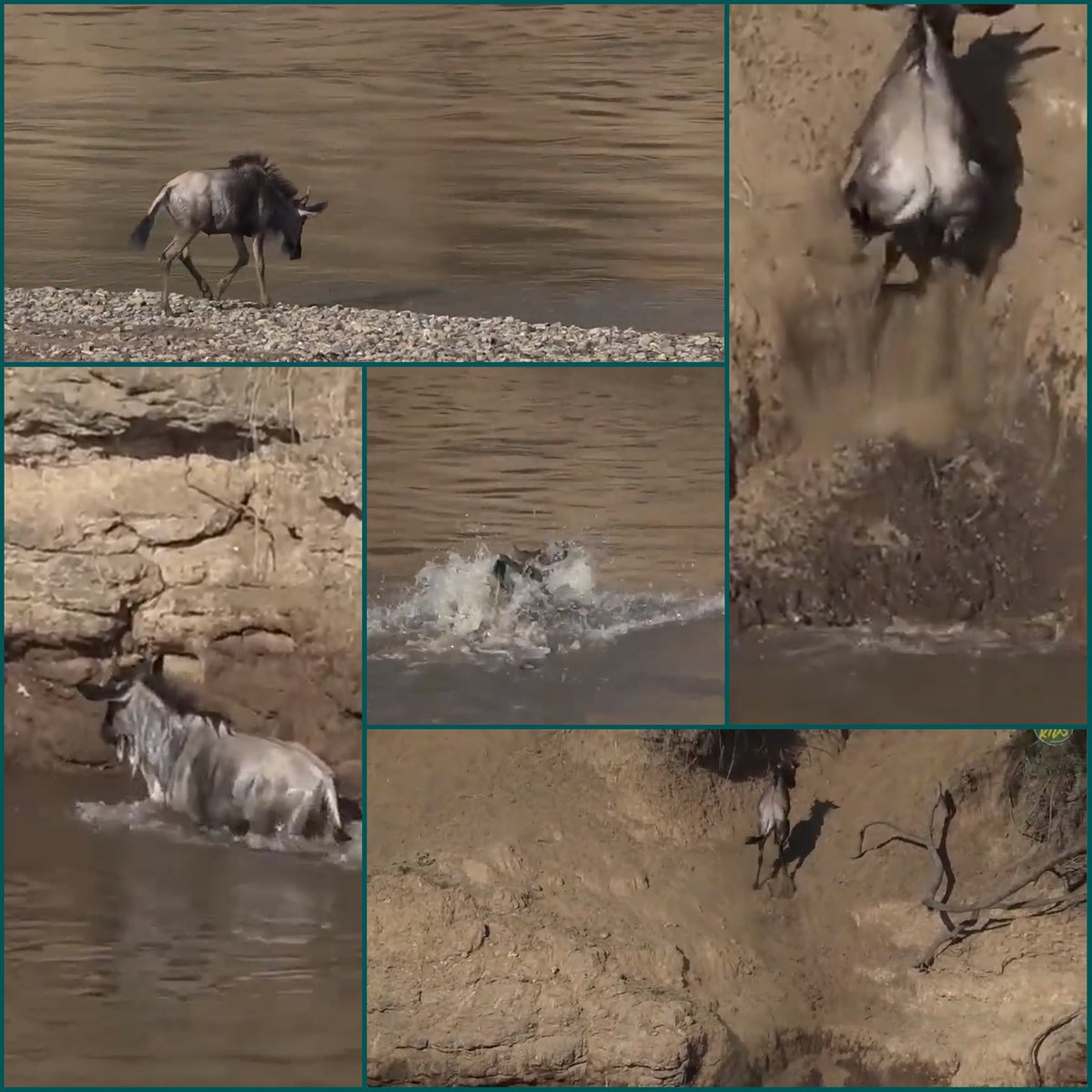 ViCtOrY!  My ❤️was beating so fast as this young Wildebeest crossed the Croc infested MaraRiver on #safarilive