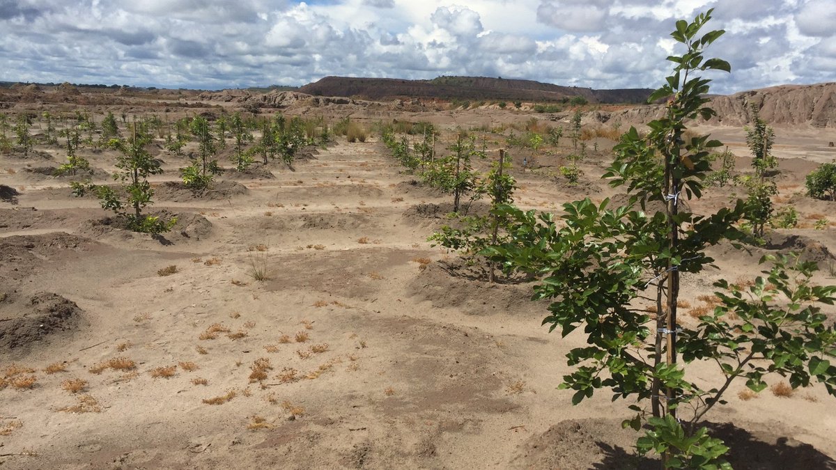 ImpactAgri's tweet photo. Elite varieties of #Pongomia can fix nitrogen and heal Copper tailing sites, not only that, the yields can be used to create bio-Energy, turning #miningtailing sites into a source of job creation, biodiversity and source of #biofuel. Find out more: 
https://t.co/NgOR676f7Z https://t.co/FADfrufxOR