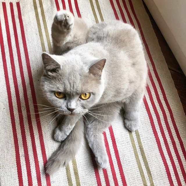 finjabella's tweet image. Is there no privacy left now? And don‘t repeat so often that i‘m cute 🙄 who‘s ready for weekend?! 😻❤️
.
.
.
.
#noprivacy #böserblick #killerview 
#selfcleaning @catkittensworld #catsagram #catscollective #carpet #catsarecrazy #wonderfullife #summerlife #sunnyday #cutecat #th…