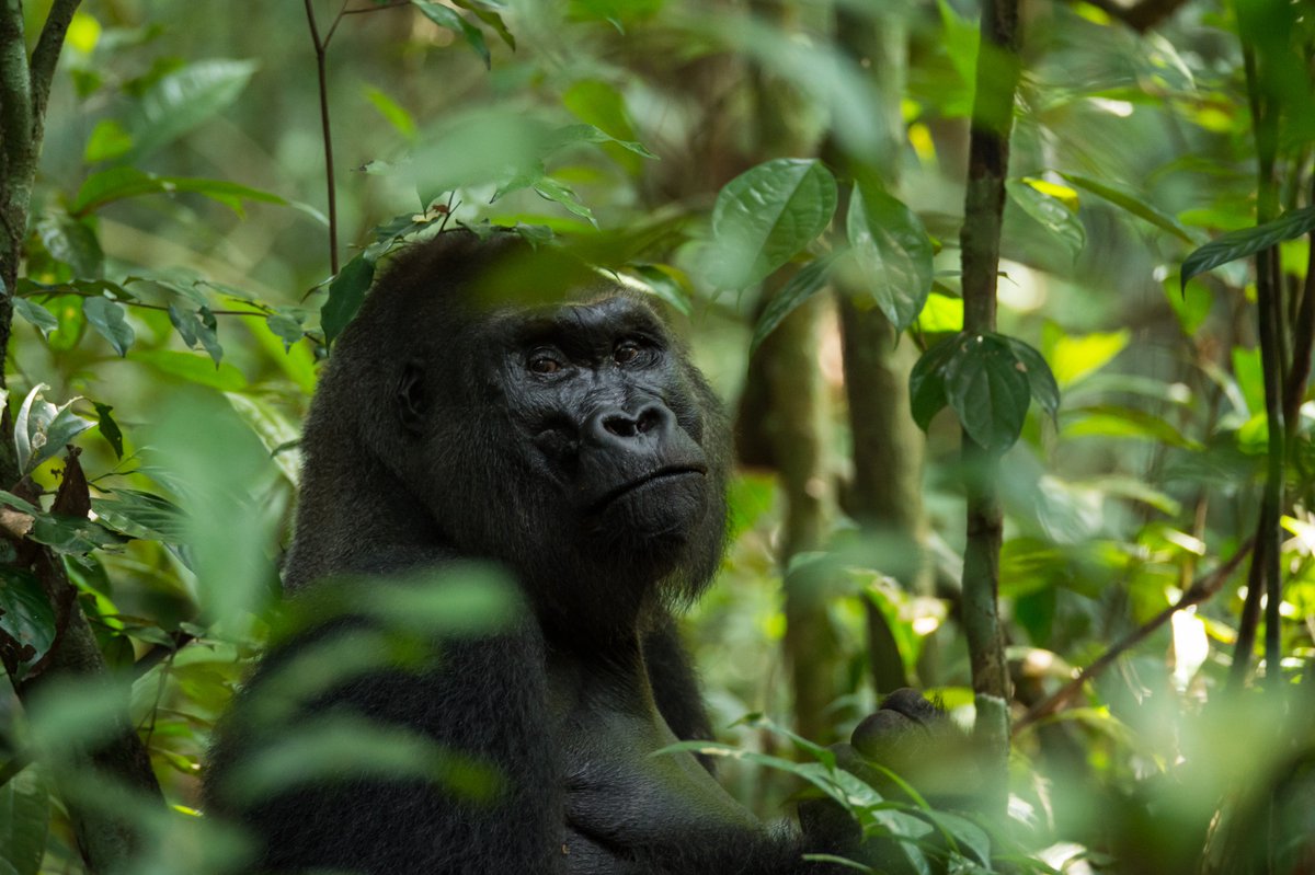 SMARTCnsvTools's tweet photo. SMART is an integral tool for gorilla conservation. Learn more in our “Species Spotlight” on gorillas in the #SMART2018 Annual Report https://t.co/arewmNbqq8 📷@phnompenhtiger | @TheWCS https://t.co/AoyeDteXiz