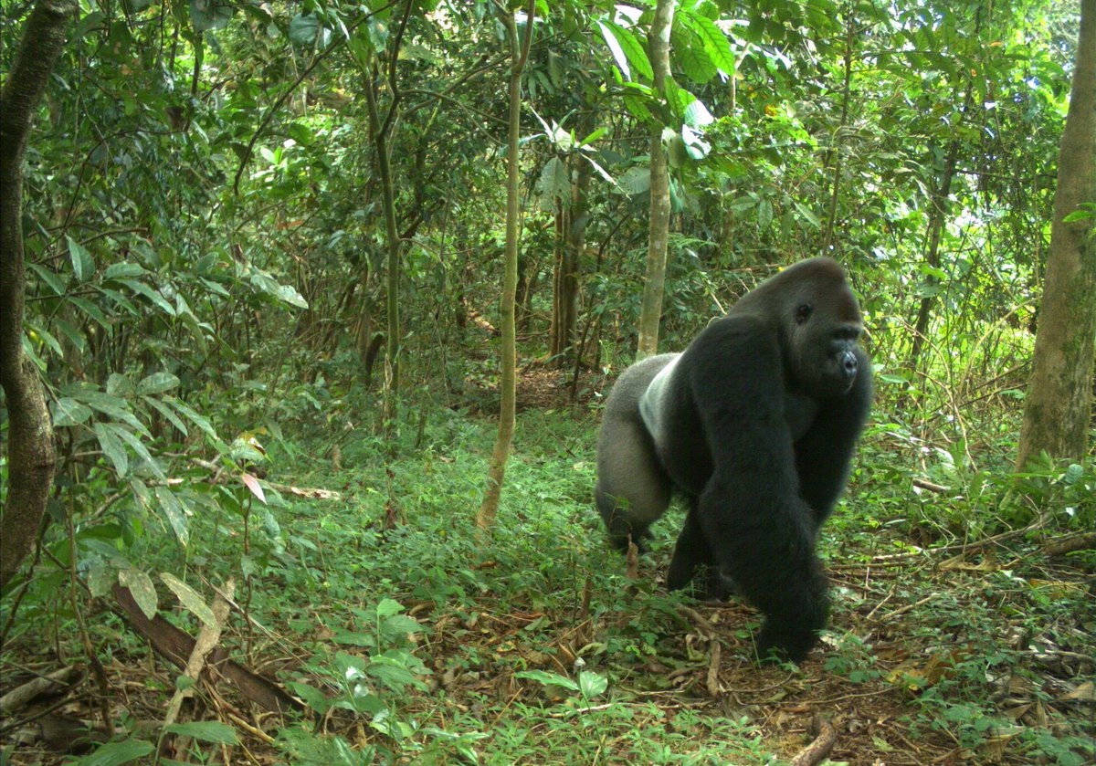 SMARTCnsvTools's tweet photo. SMART helped @WCS_Nigeria improve effectiveness of patrols &amp; more efficiently monitor illegal activities at sites with a 67% increase in patrol effort &amp; 71% reduction in hunting pressure. More info in the #SMART2018 Annual Report https://t.co/arewmNbqq8 📷@wcs_nigeria https://t.co/ug0ZxjhxtM
