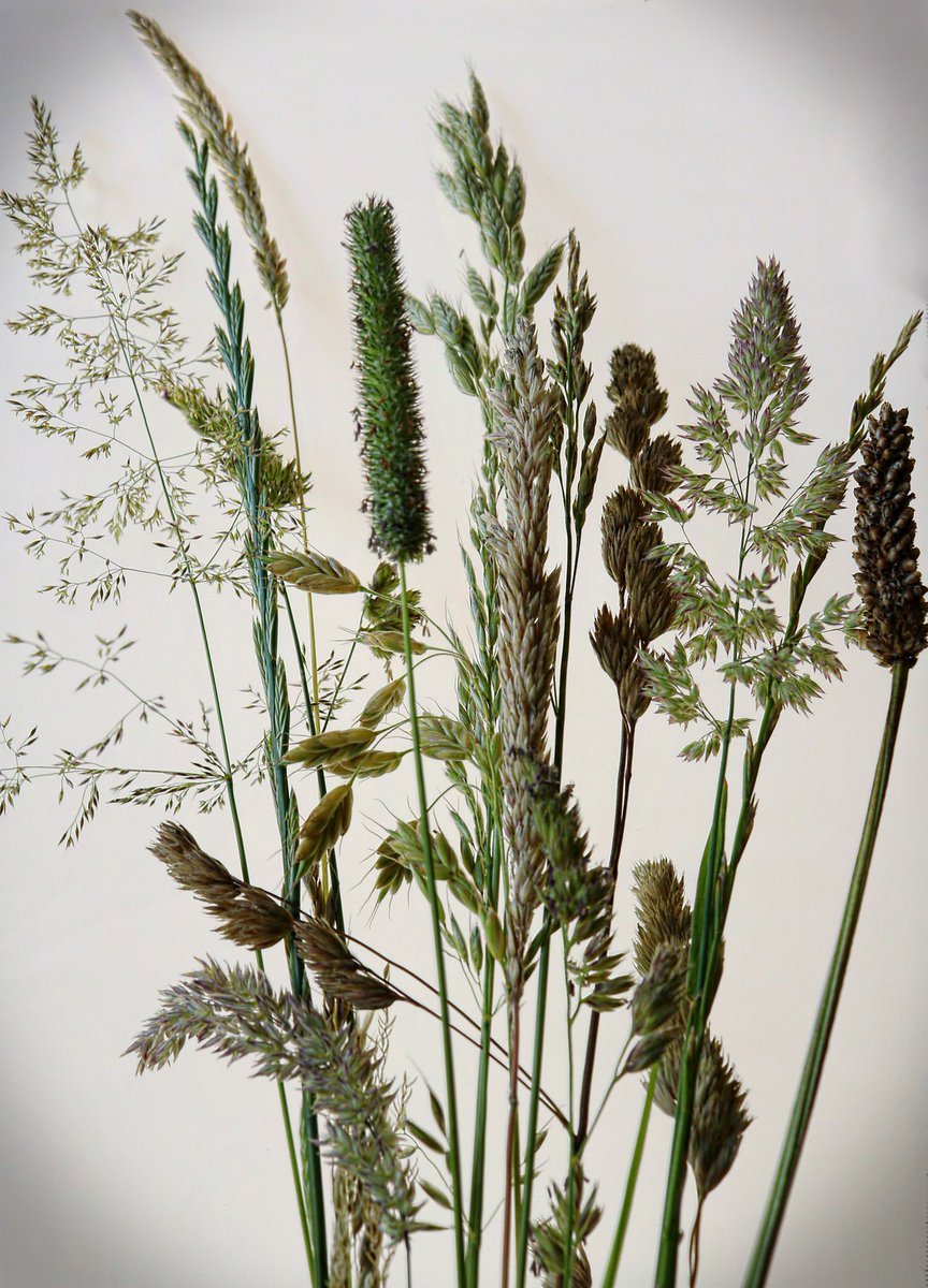 lanmijo's tweet photo. A selection of lovely wild grasses using light- box photography. Grasses are important for  pollinators like butterflies🦋 Leave some sections long in your garden 🌿🌿🌿🐛🐝☺️ Rogue plantain in there I know! #wildflowerhour @BSBIbotany #TwitterNatureCommunity  @Team4Nature https://t.co/Xcj4vfEUY0