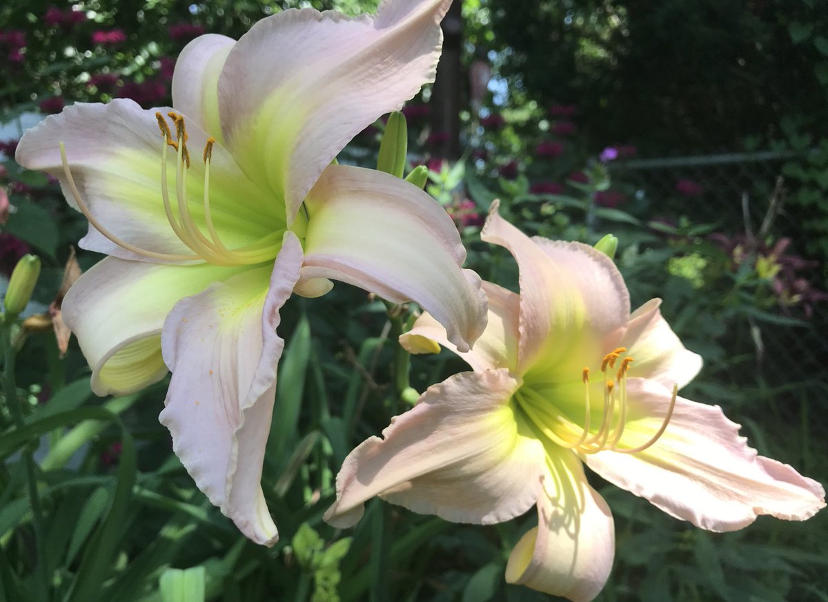 “Dallas Star” (Ferris-R., ‘76) shined today. Tall scapes and big, 6.5 “ flowers, that hold up to Iowa heat and humidity.  She’s a keeper! #daylily #daylilies