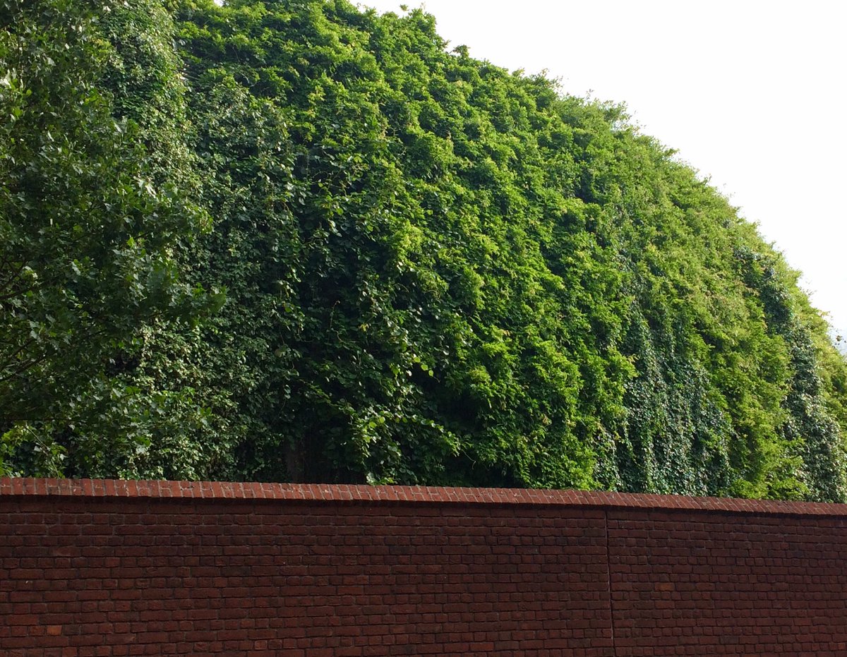 PeterMassini's tweet photo. This green mound is an exuberant growth of climbers and creepers cloaking the stands at #TheOval @KiaOvalEvents #UrbanGreening #NationalParkCity @LondonNPC https://t.co/ehpstxngn4