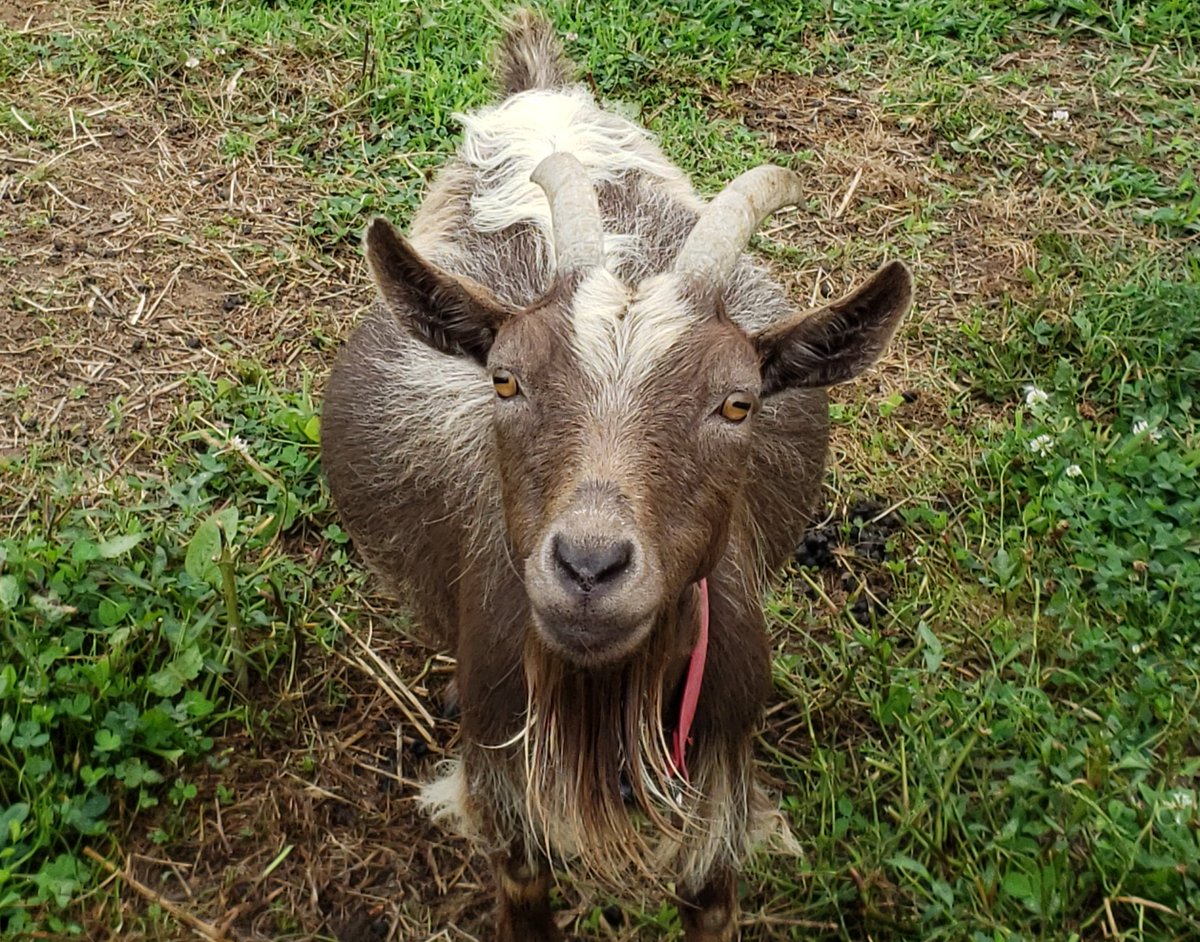 Christmas In July Family Day 
Thursday, July 25th, 2019 8:30am-12:30pm
Reservations Needed - email us sweetapplegoats@gmail.com to receive 
more info about the tour &amp; to receive your reservation confirmation
Parents, Grandparent &amp; Children $6.00 each (2 years &amp; under free)