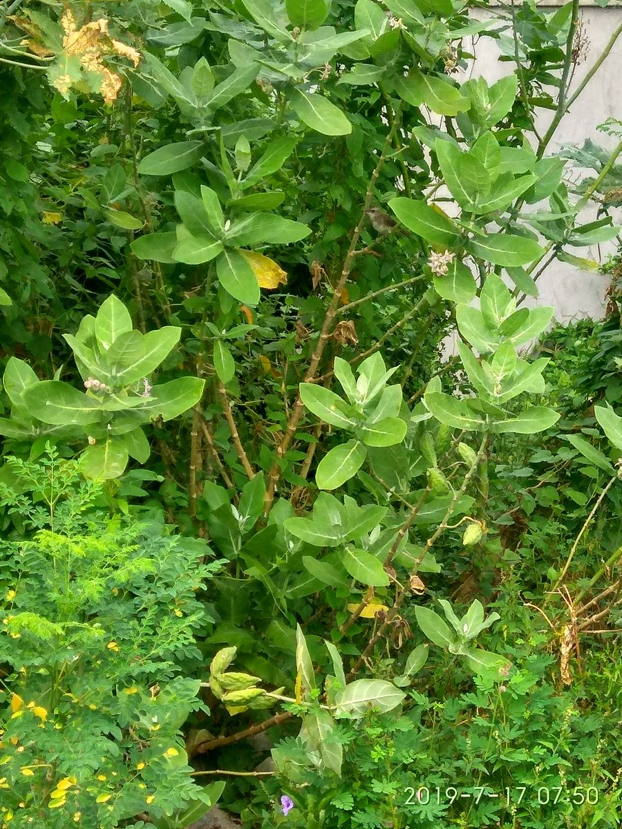 dimana burungnya,,coba tebak😀🤣😁