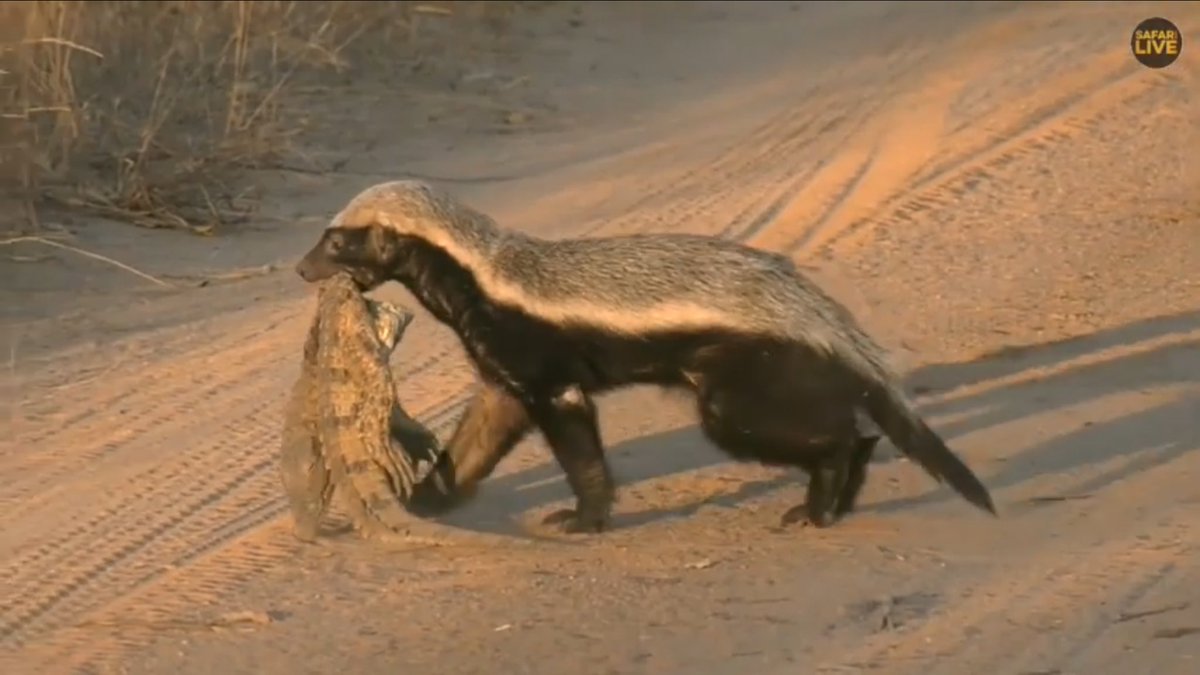 Honey Badger Vs Crocodile