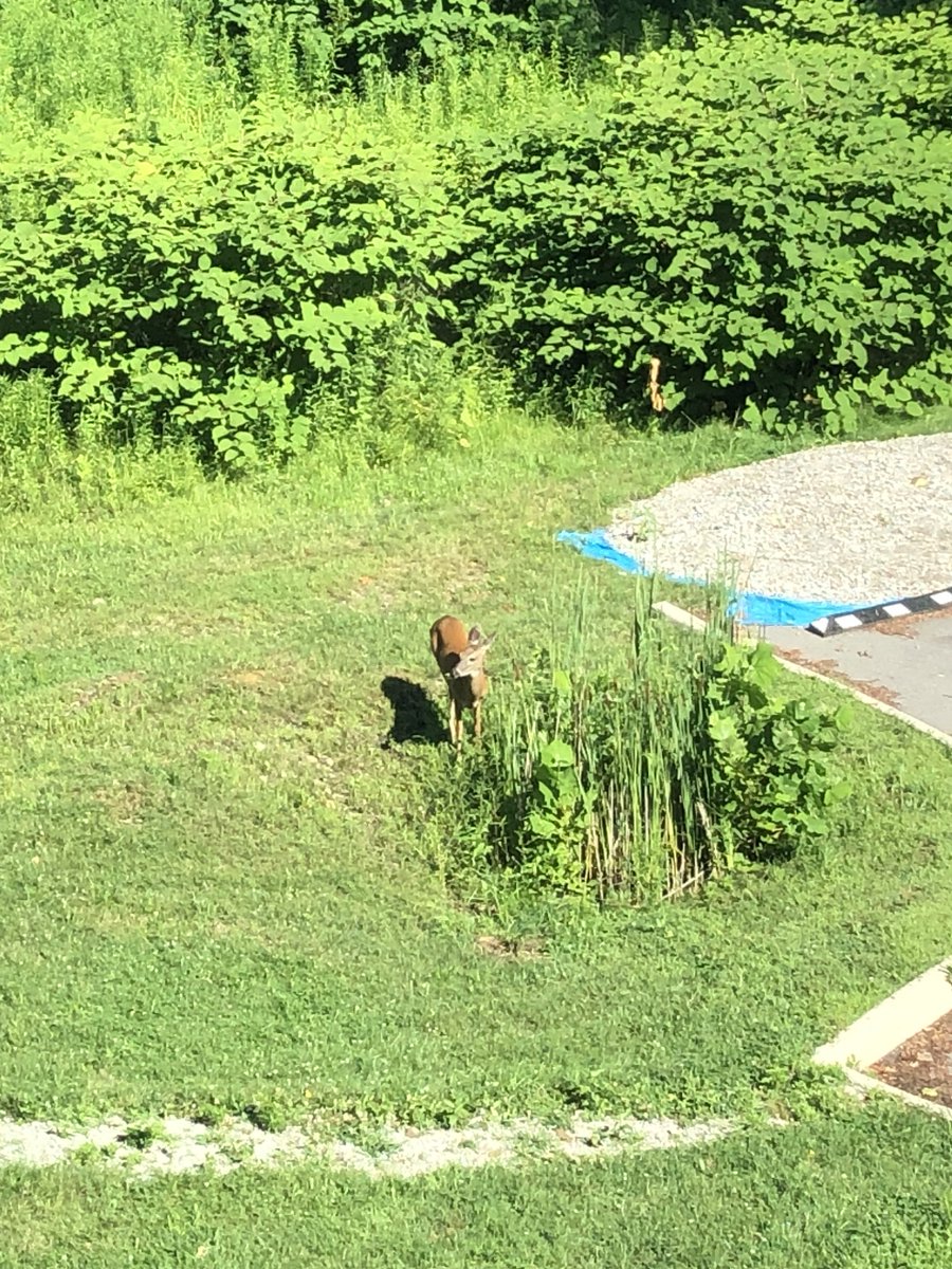 We’re trying out a new #landscaping service and we’re pretty pleased with the work. #nature #akron