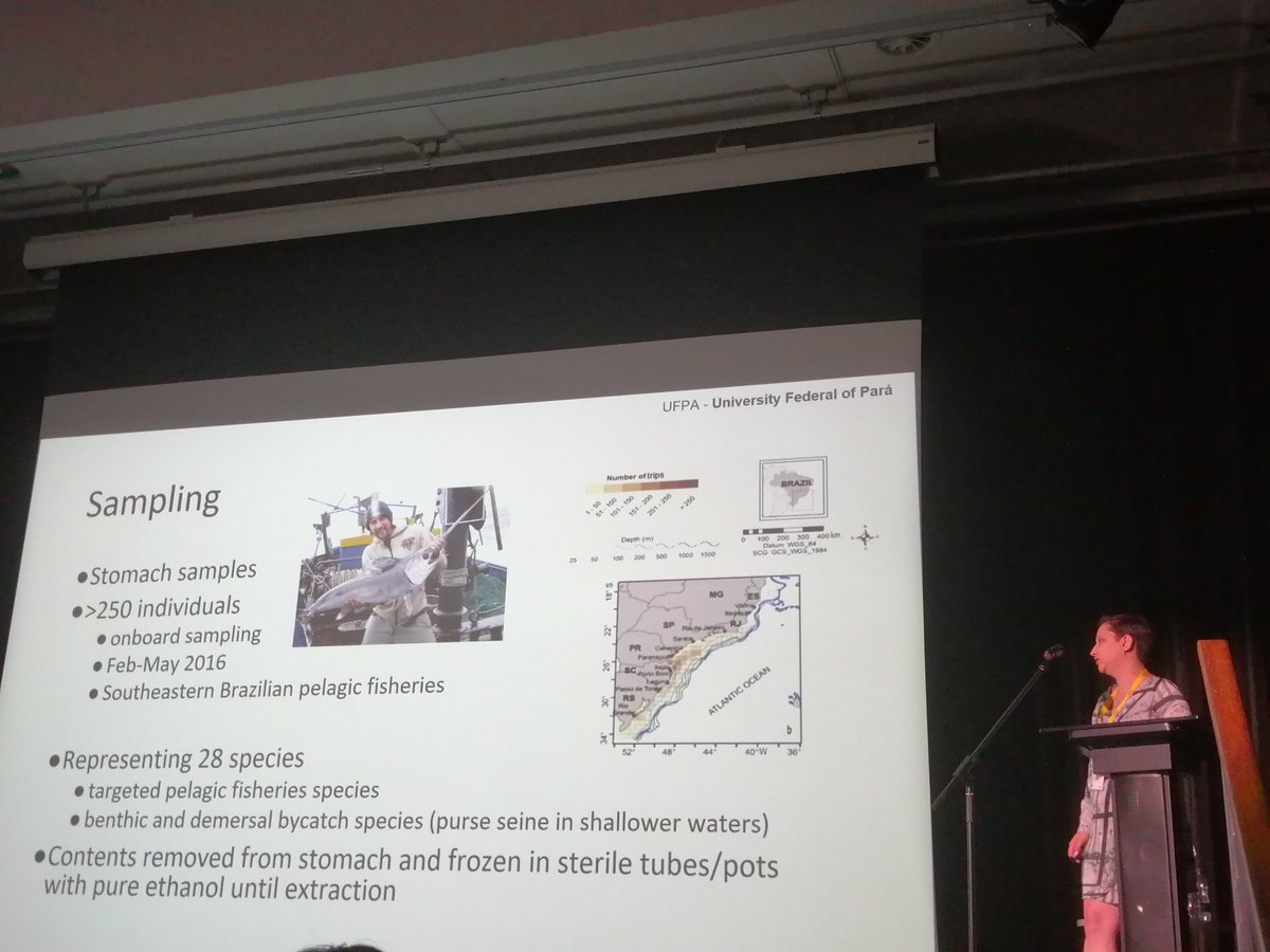 cbenvenuto73's tweet photo. Great job @TalitaFRibas! Diet of commercial fishes in Brazil! @ReadyJonS #FSBI2019 https://t.co/qcIWm5a9f7