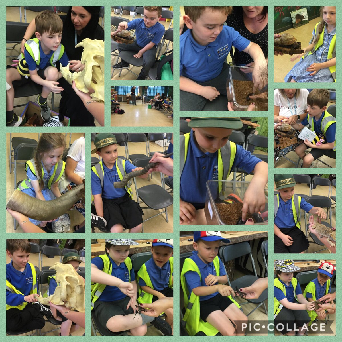 Green Class enjoyed an amazing day @KnowsleySafari we particularly loved meeting the animals and watching the fantastic sea lion show!! 🦁🐵🐌🐫🦎 #amazinganimals #safaripark #educationalvisit