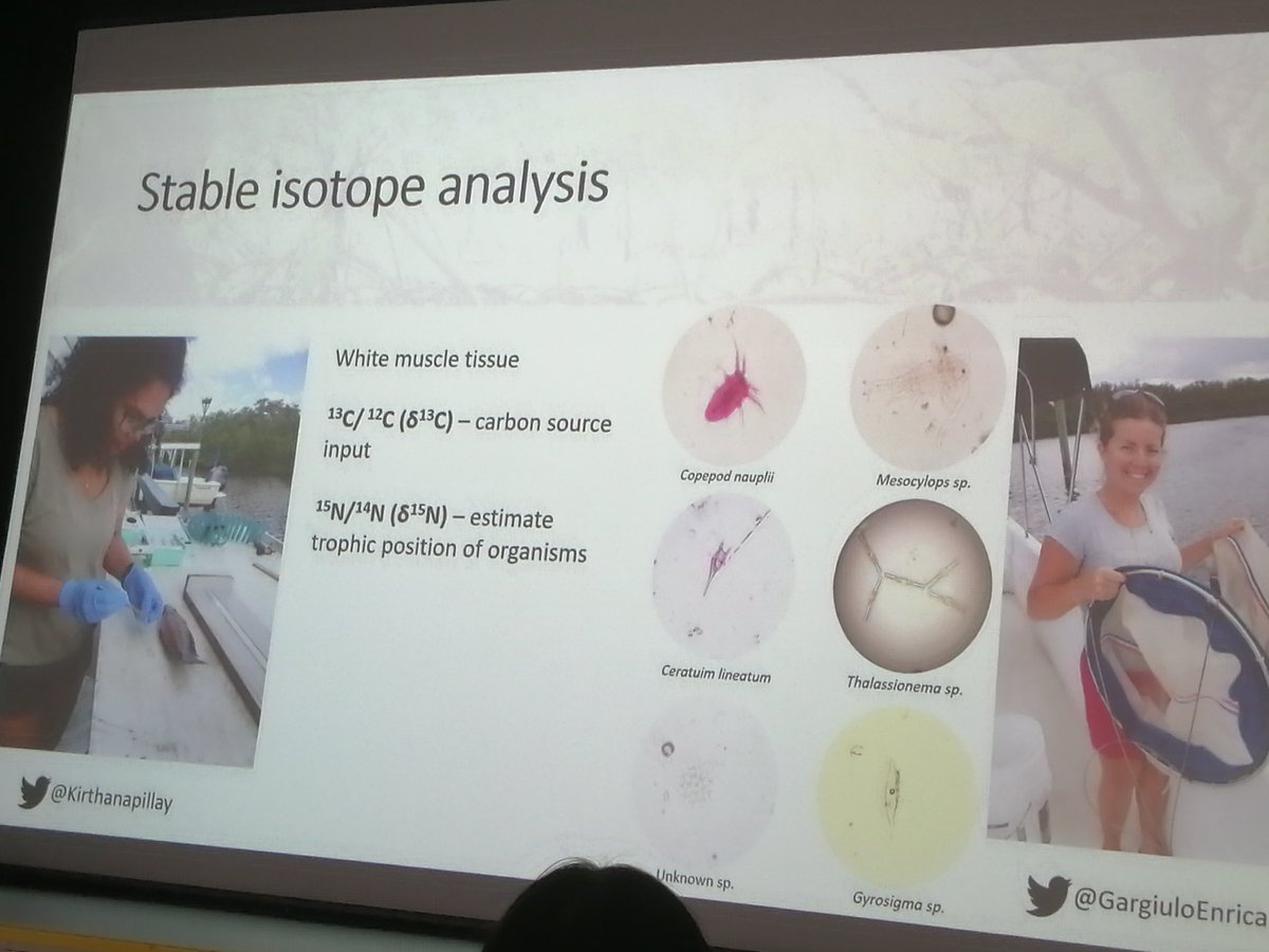 Chiara Benvenuto (@cbenvenuto73) on Twitter photo Sampling in mangroves! Using multiple techniques! Thanks for a great talk <a href="/Kirthanapillay/">Kirthana Pillay</a>! #FSBI2019 Sampling in mangroves! Using multiple techniques! Thanks for a great talk <a href="/Kirthanapillay/">Kirthana Pillay</a>! #FSBI2019