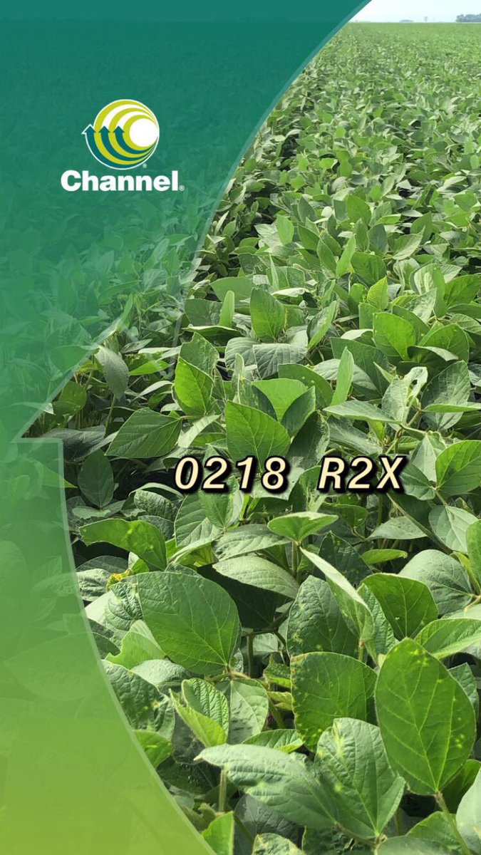 mjdufault's tweet photo. Flowers for hours! No IDC problems with this leader @ChannelSeed_ND @JonNels1966 @anvinson_chad @CromptonChannel https://t.co/Sc8yQ9kK4R