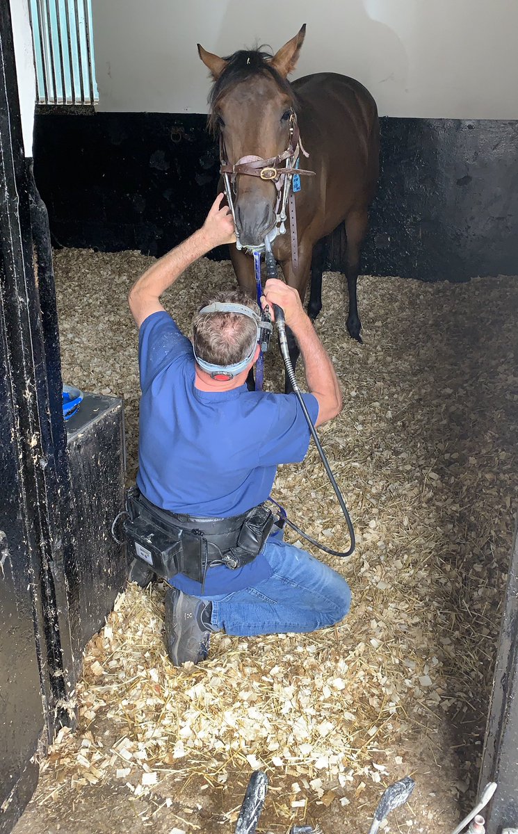 wickhamwicks's tweet photo. Here’s a job I wouldn’t like! Our equine dentist Anthony Tory doing a brilliant job on another batch of yearlings today. They will appreciate it in a couple of days! #hardwork #hotwork #wolfteeth #pearlywhites https://t.co/J2hwFGSxeW